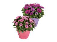 Osteospermum , prezzo 4.99 EUR