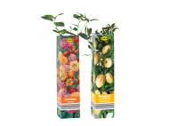 Piante da giardino , prezzo 1.99 EUR