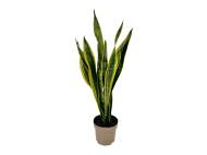 Sanseveria , prezzo 7.99 EUR