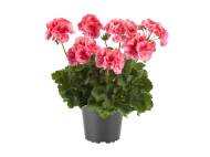 Piantine fiorite , prezzo 2.49 EUR