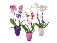 Phalaenopsis 2 steli , prezzo 13.99 EUR