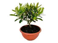 Pianta di ulivo , prezzo 11.99 EUR