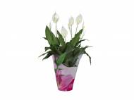 Piante fiorite in