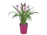 Calla in vaso di ceramica , prezzo 5,99 &#8364; per Al vaso ...
