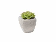 Candela cactus con