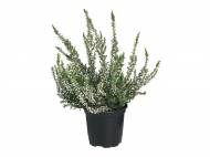Calluna Vulgaris
