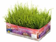 Calluna