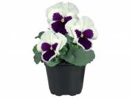 Viole del pensiero