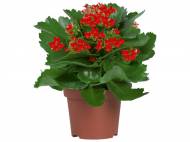 Piante fiorite