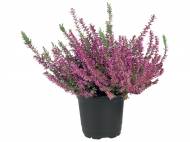 Calluna Vulgaris