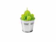 Candela cactus con
