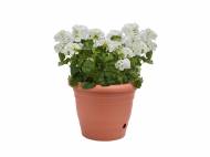 Vaso per fiori, 40 cm , prezzo 3.99 €
- Con riserva ...