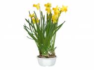 Lidl fiori piante offerte Da lunedi 6 gennaio 2014