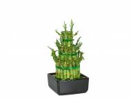 Lucky Bamboo
