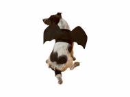 Costume per cani , le prix 6.99 &#8364;  
Misure: XS-L