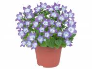 Campanula , prezzo 2,99 € per Al vaso
- Vaso Ø ...