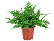 Nephrolepis