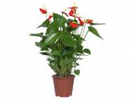 Anthurium Andreanum