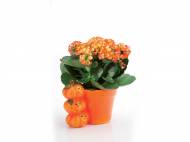 Kalanchoe in vaso di Halloween , prezzo 2,99 € per ...
