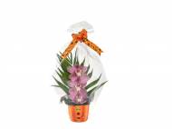 Cymbidium in vaso
