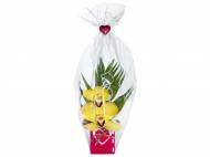 Orchidea 2 fiori
