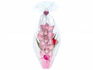 Orchidea 3 fiori