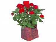 Rose in confezione regalo , prezzo 3,99 € per Alla ...