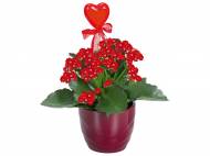 Rose o Kalanchoe