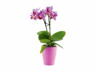 Mini Phalaenopsis , prezzo 4.99 € per Al vaso
- Vaso ...