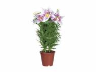 Lilium