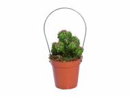 Mini Cactus , prezzo 1.19 &#8364; per Al vaso 
- Vaso &Oslash; ...