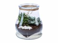 Succulente in vaso