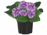 Gloxinia