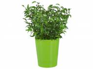 Piante verdi , prezzo 3,99 € per Al vaso
- Vaso di ...