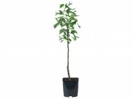 Piante da frutto