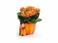 Kalanchoe in vaso di Halloween , prezzo 2.99 € per ...