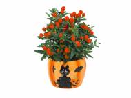 Piantine fiorite in vaso di Halloween , prezzo 2.99 € ...