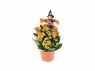 Kalanchoe Halloween , prezzo 1.99 € per Al vaso
- ...