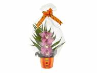 Cymbidium in vaso di Halloween , prezzo 4.99 € per ...