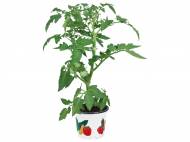Piantine da ortaggi , prezzo 1,49 € per Al vaso
- ...