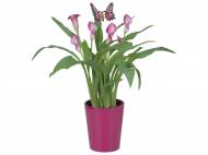 Calla in vaso di ceramica , prezzo 7,99 &#8364; per Al vaso ...