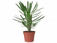 Palme assortite