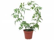 Stephanotis, Gelsomino o Gardenia , prezzo 5,99 € ...