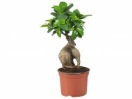 Ficus Ginseng o