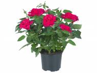Rose in vaso
