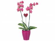 Orchidee in vaso