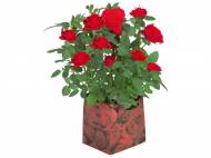 Rose in confezione