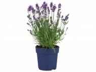 Lavanda