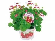 Piantine di fragole , prezzo 1,49 € per Al vaso
- ...