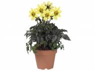 Dalia
